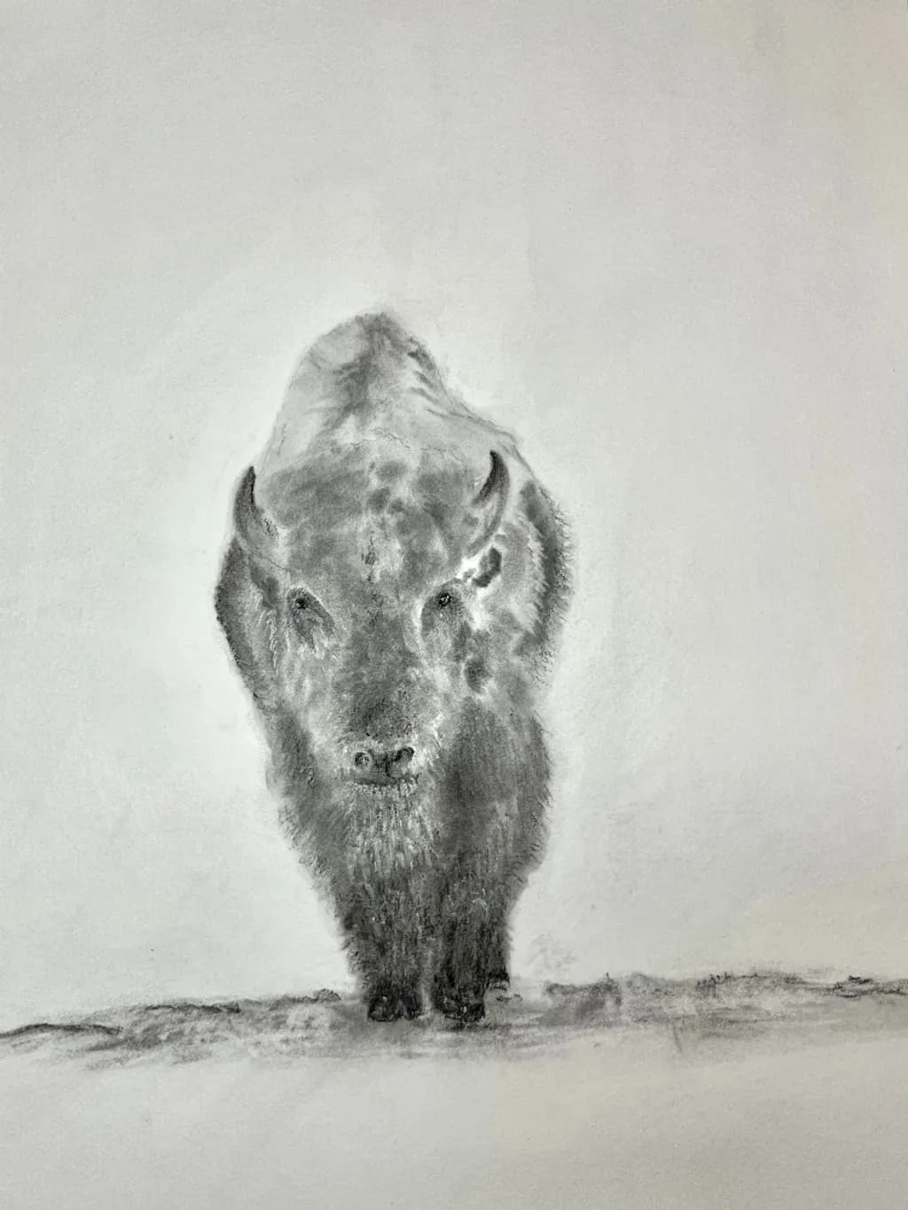 Bison Gaze