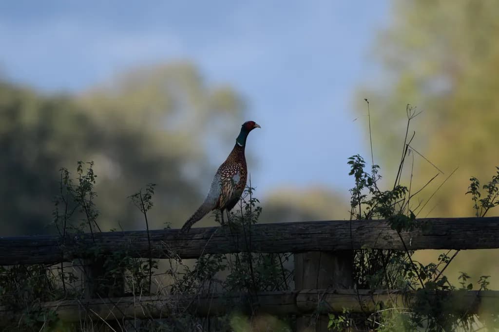Skinny Pheasant