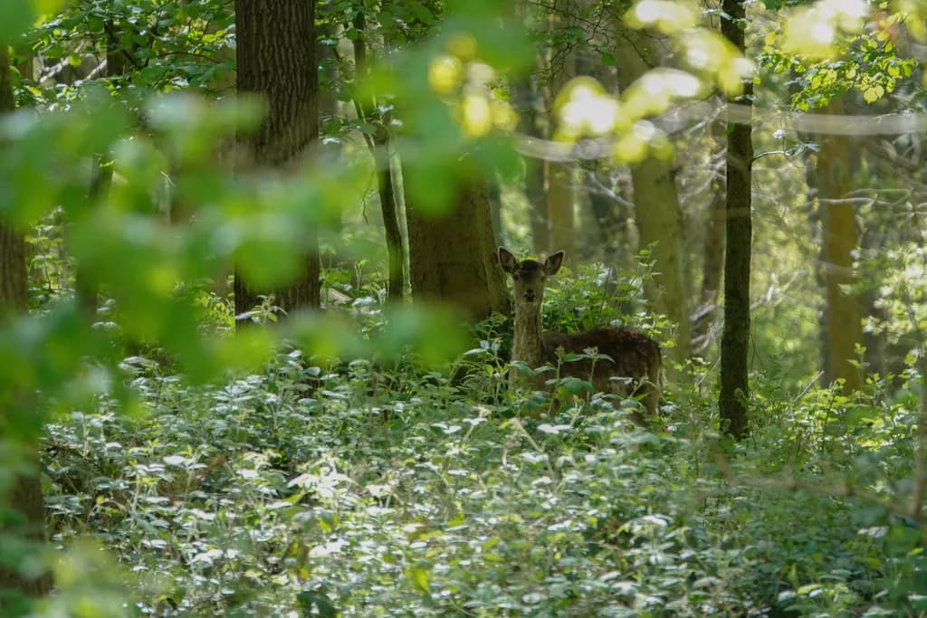 Hide and Seek