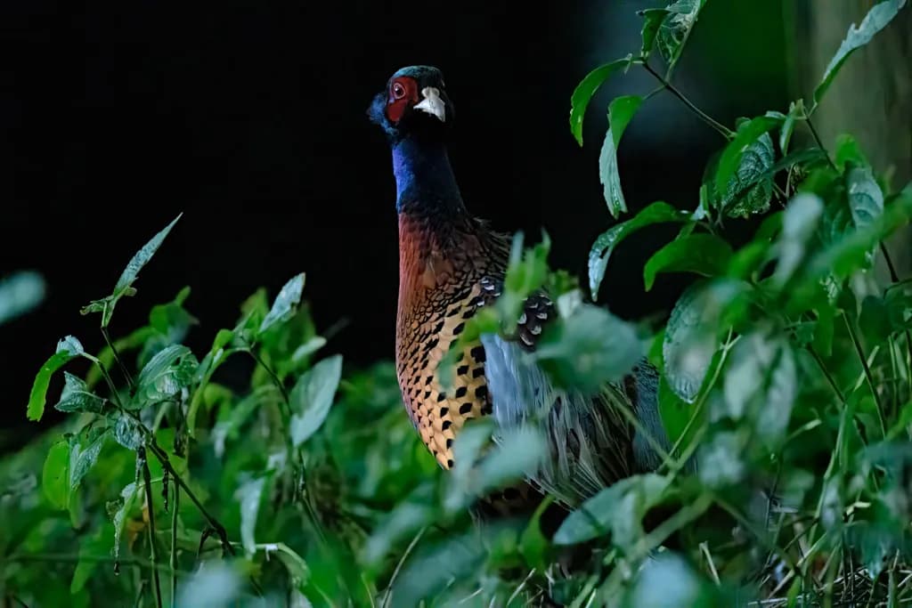 Curious Pheasant