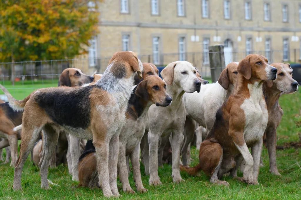 Hounds