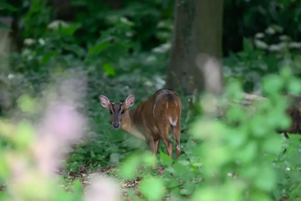 Muntjac in Wood