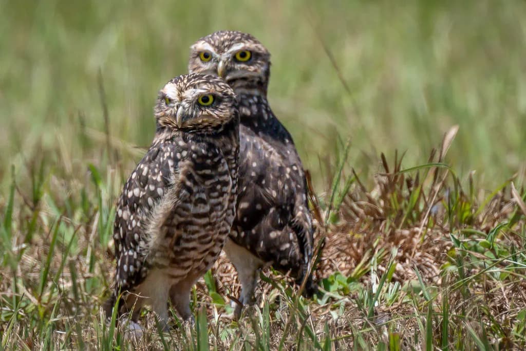 Burrowing Owls