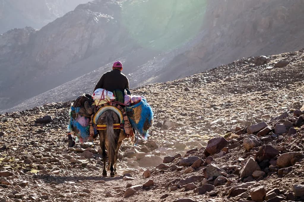 Mule Journey