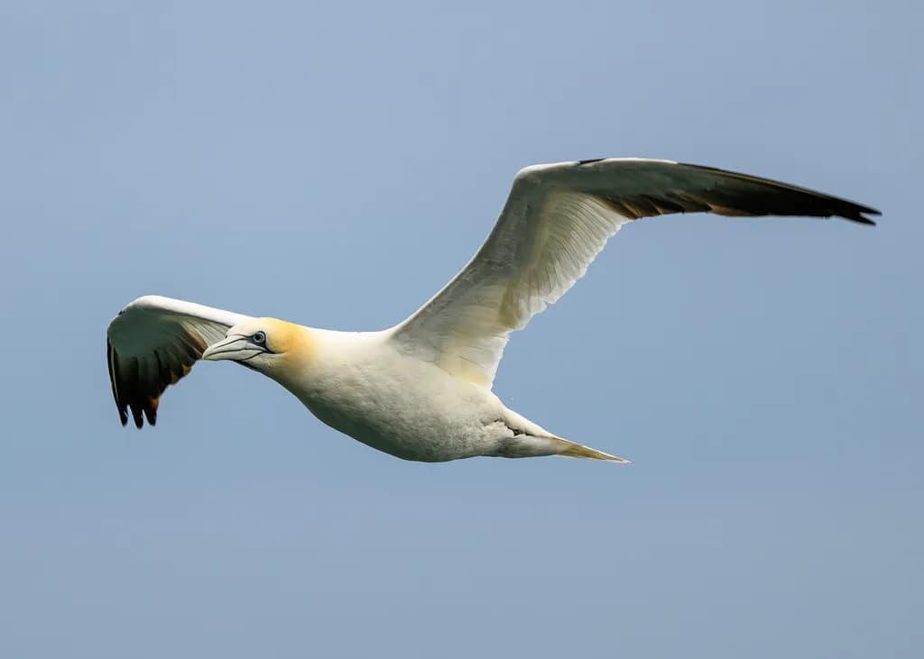 In Flight