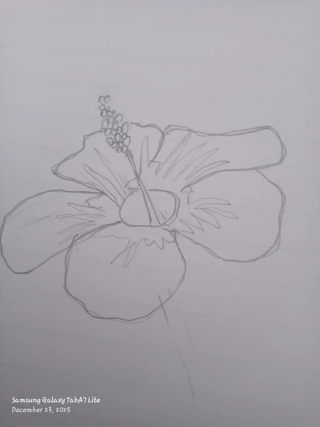 Hibiscus Sketch