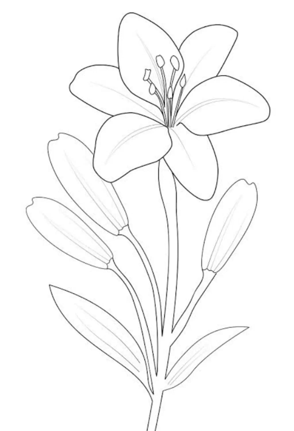 Lily Line Art