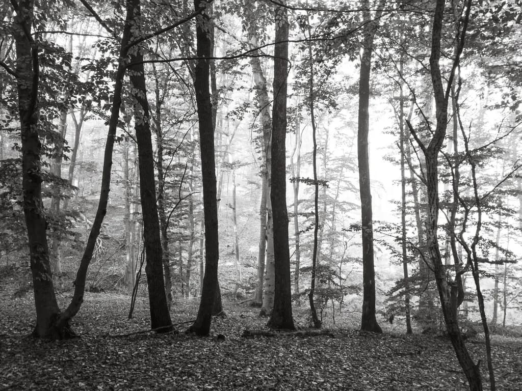 Misty Forest