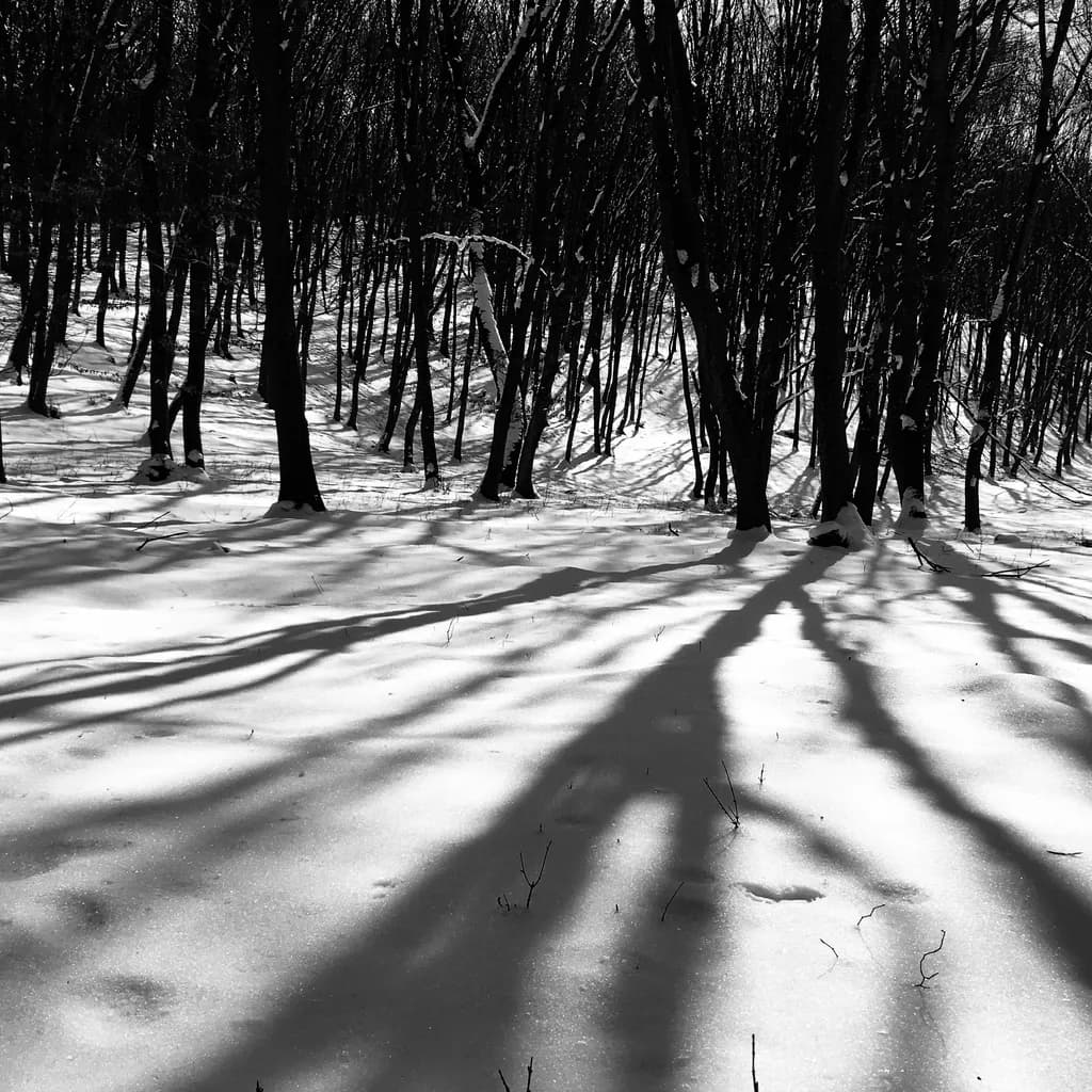 Monochrome Winter Shadows