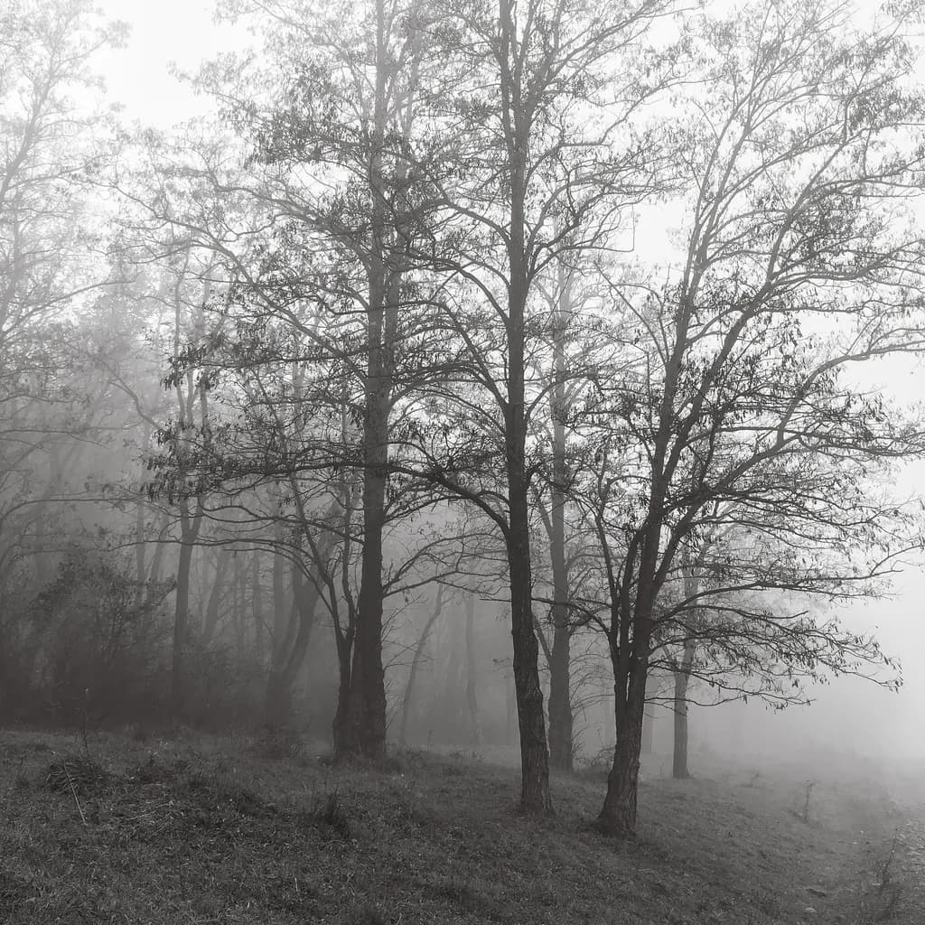 Misty Landscape
