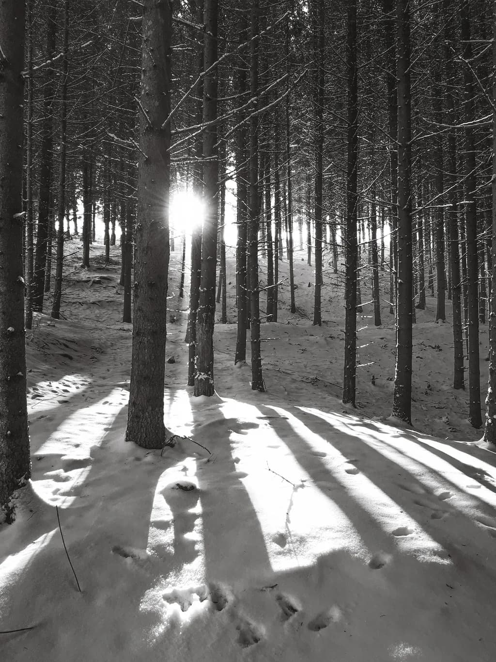 Winter's Light