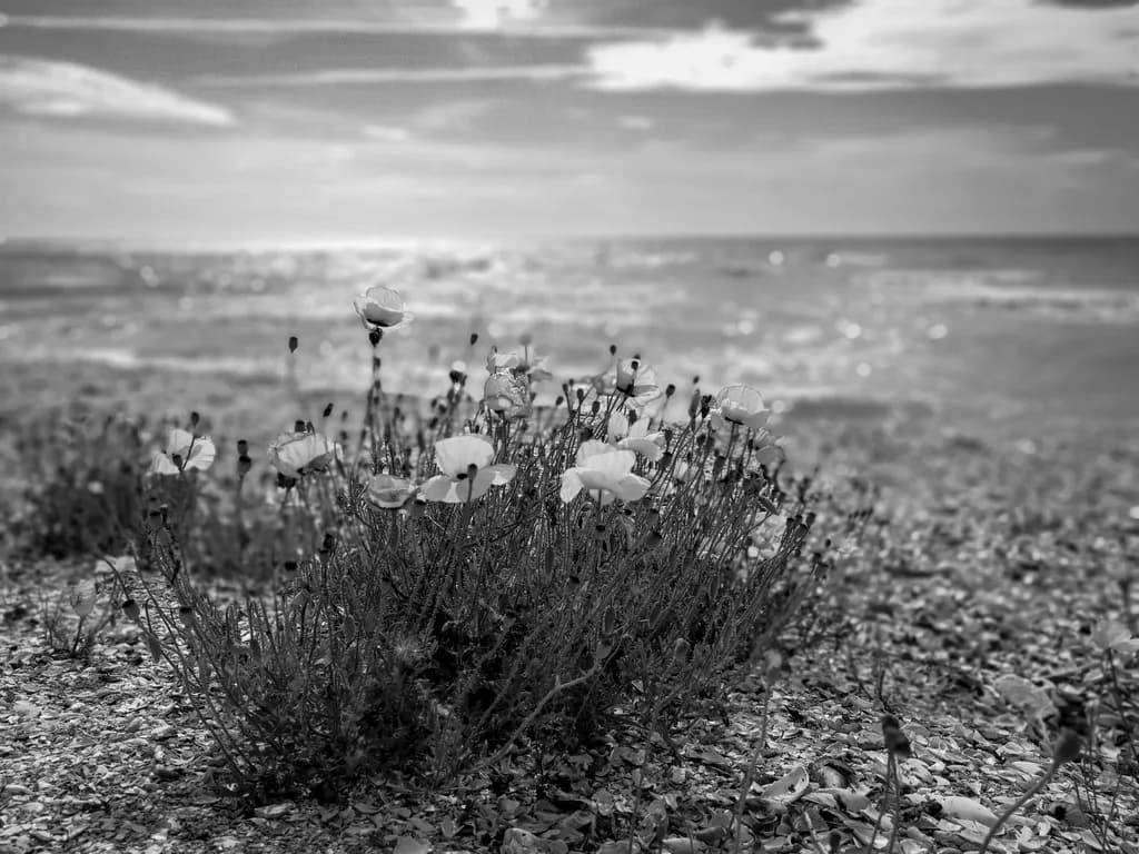 Coastal Blooms