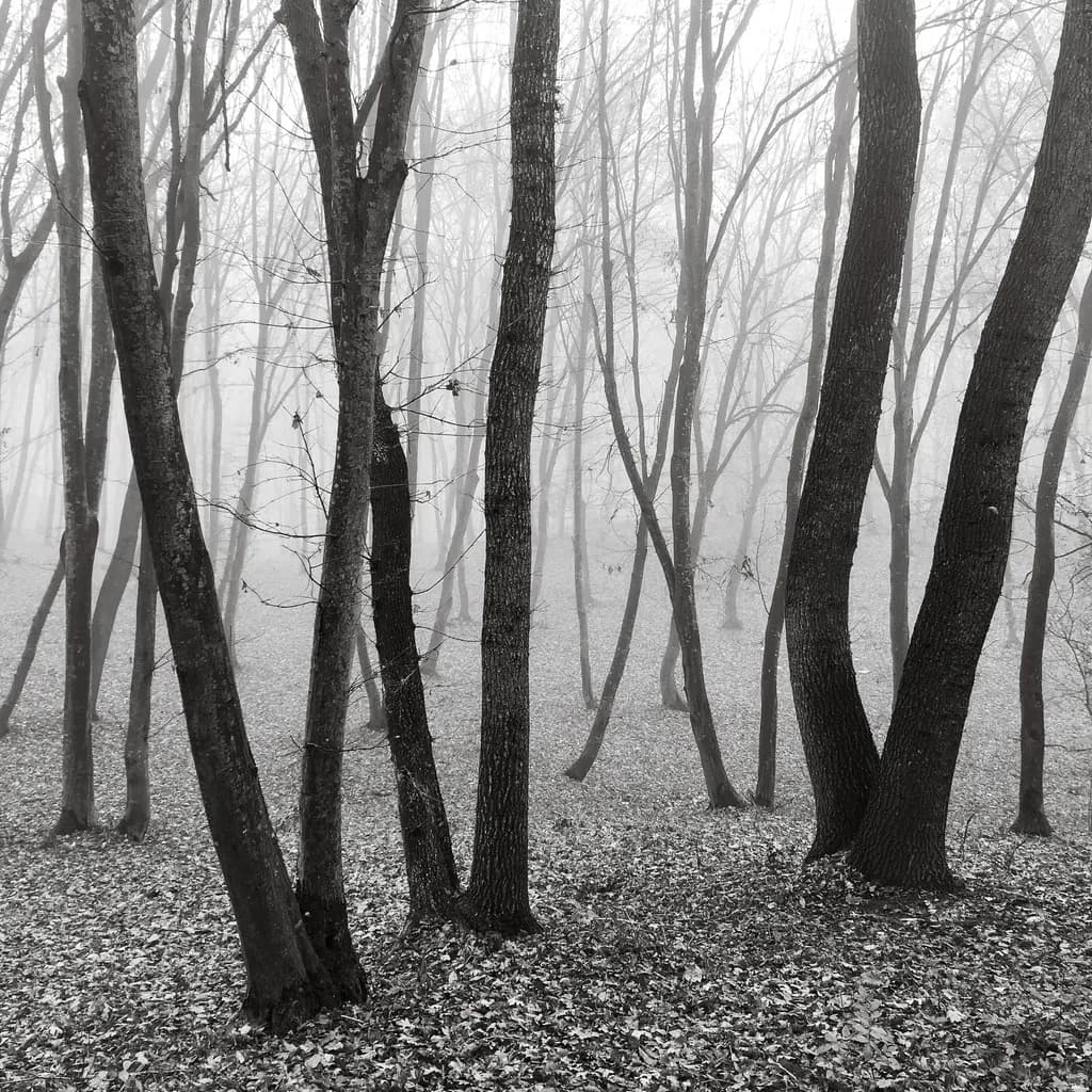 Foggy Forest