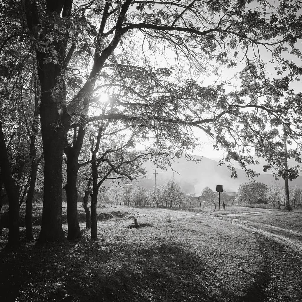 Misty Pathway