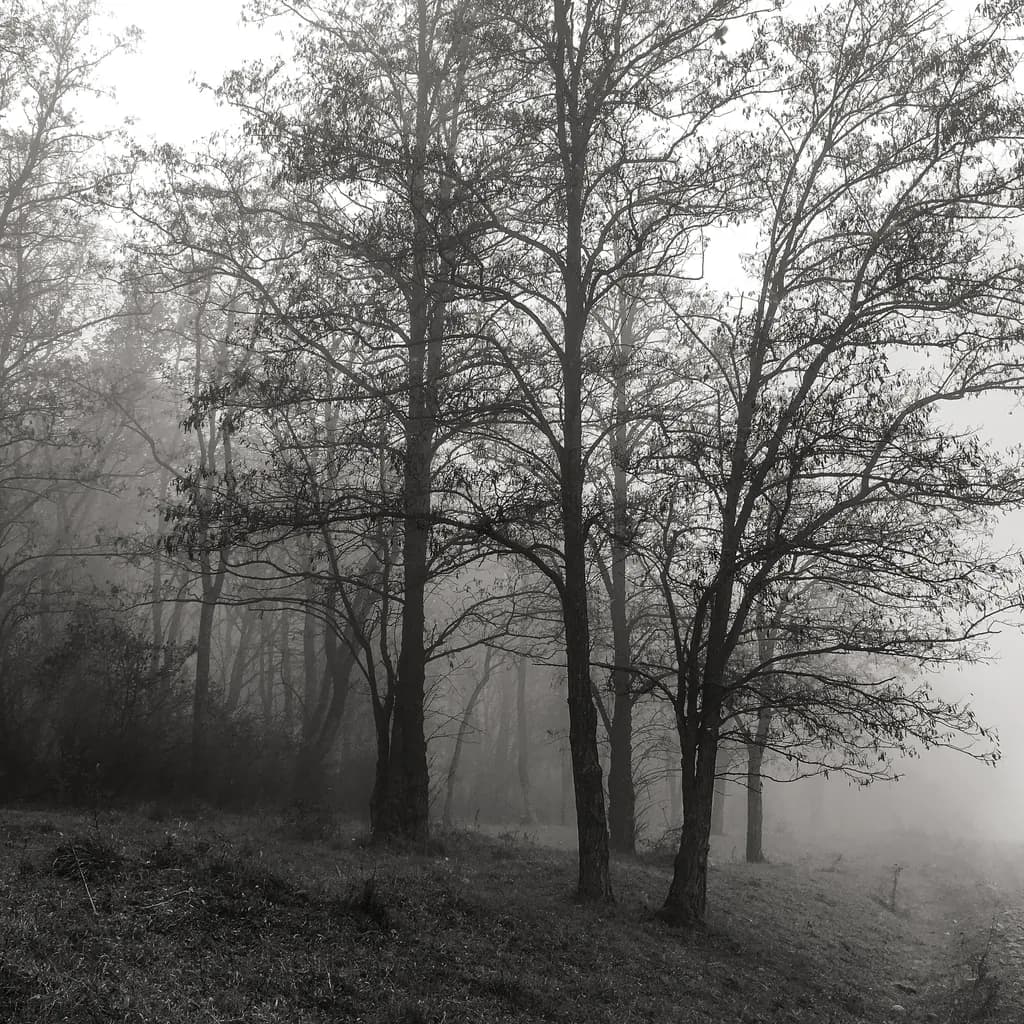 Misty Grove