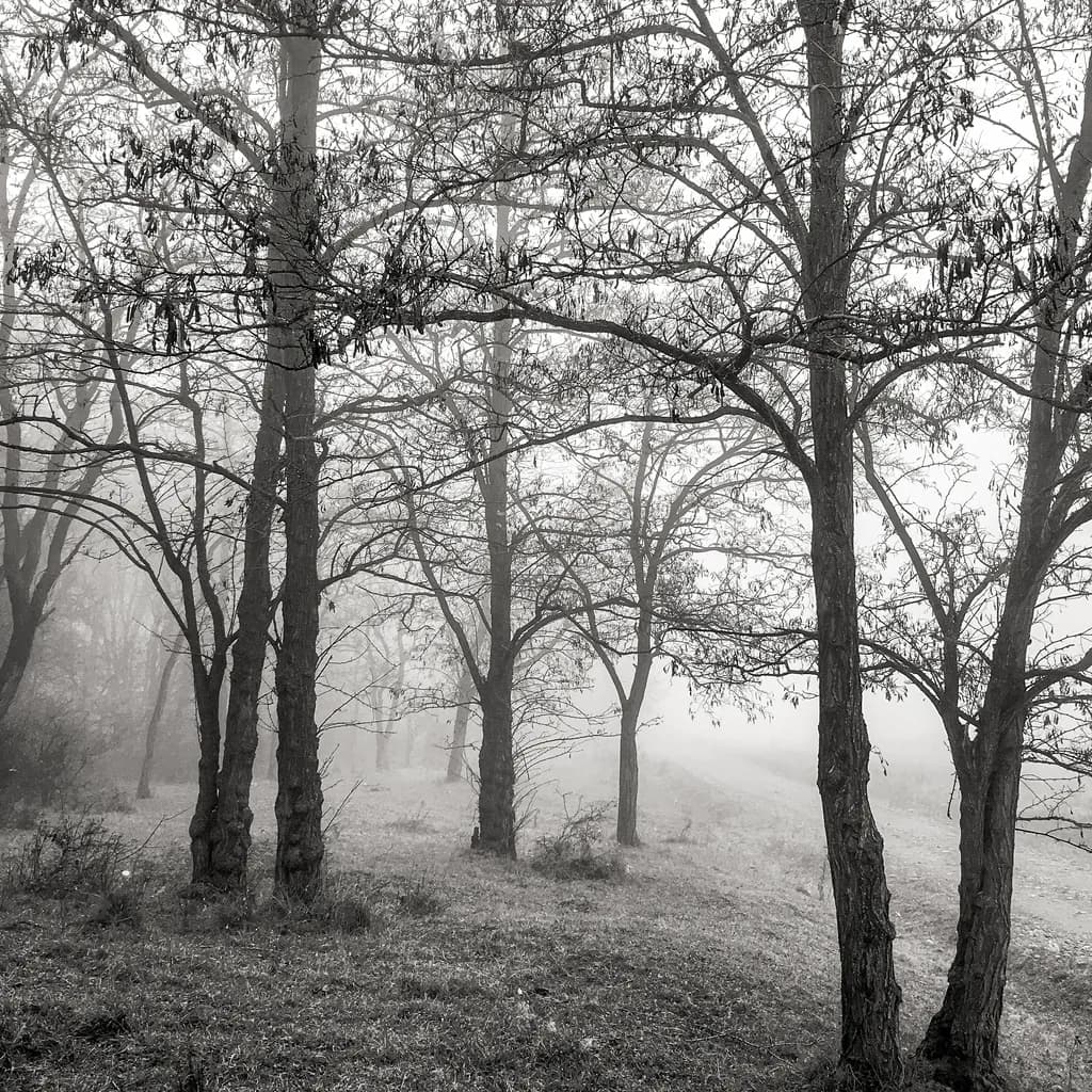 Misty Monochrome Trees