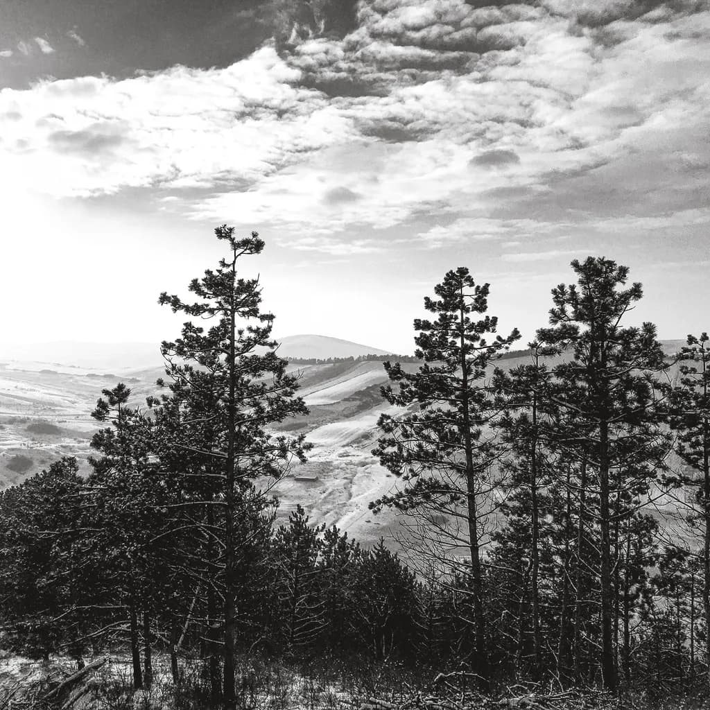 Rolling Pines