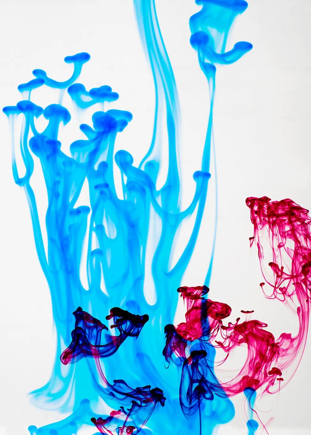 Méduses bleues et visage rouge