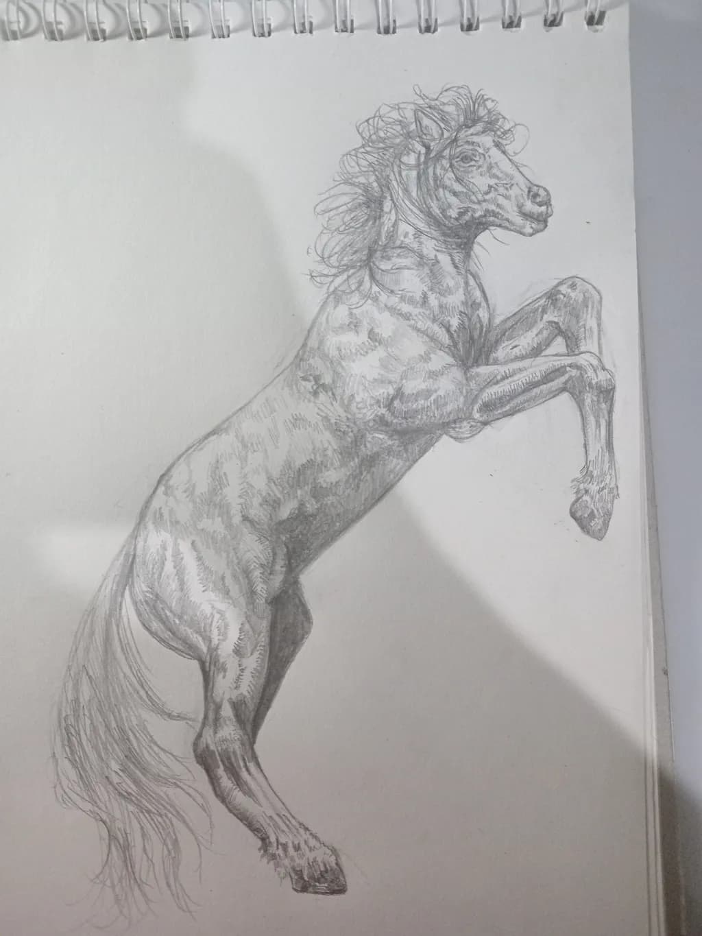 Rearing Horse Sketch