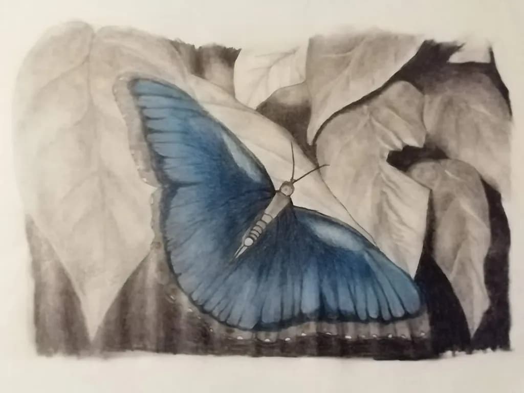 Blue Morpho Contrast