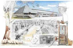 Shearing the Weaners