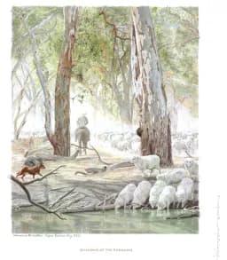 Shadows of the Redgums