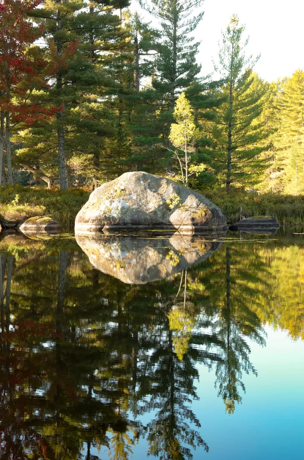 Reflections in Nature