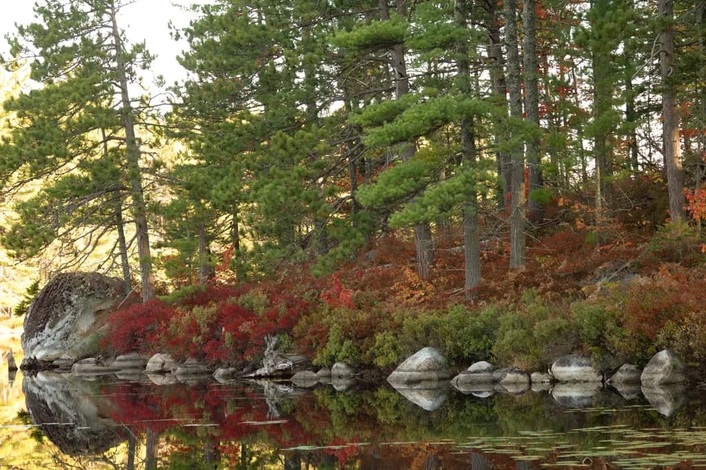 Autumn Reflections