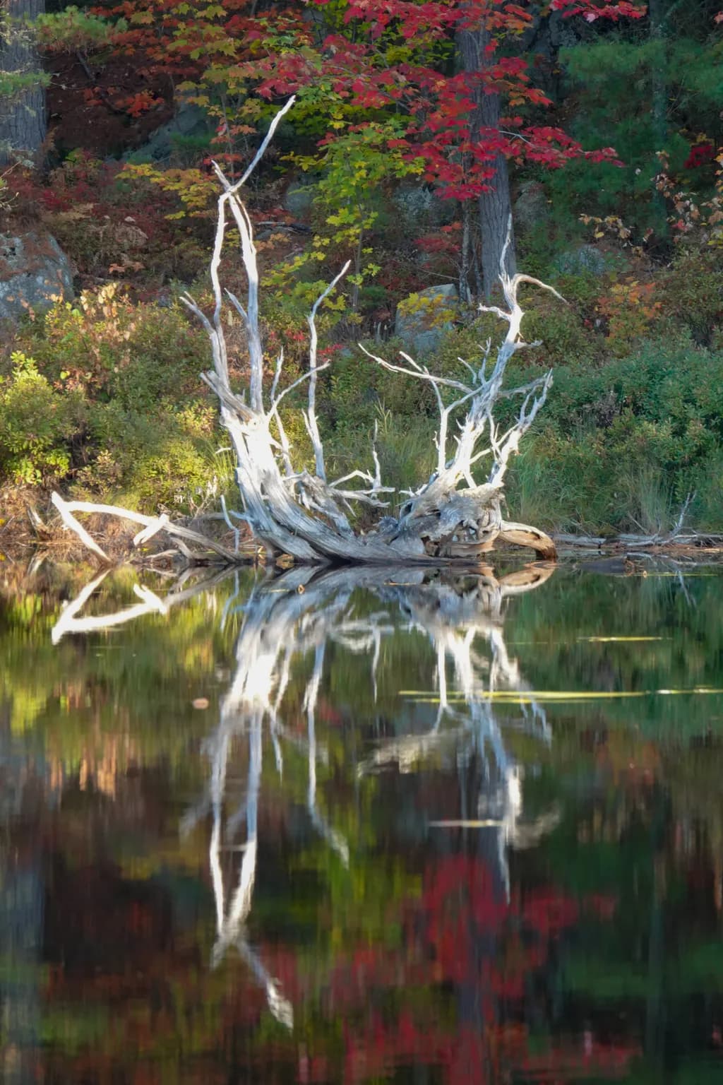 Autumn Reflection