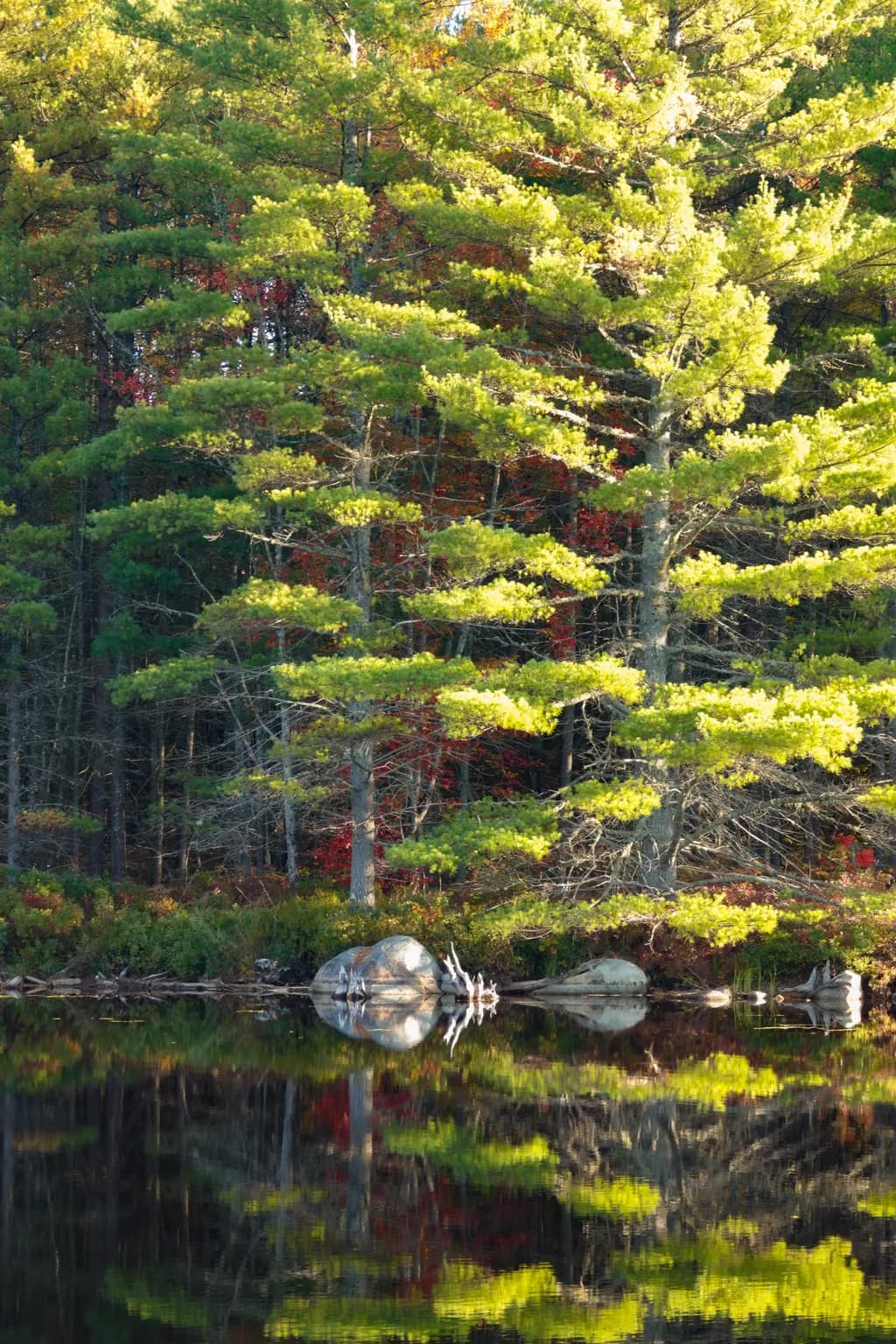 Reflections in Nature