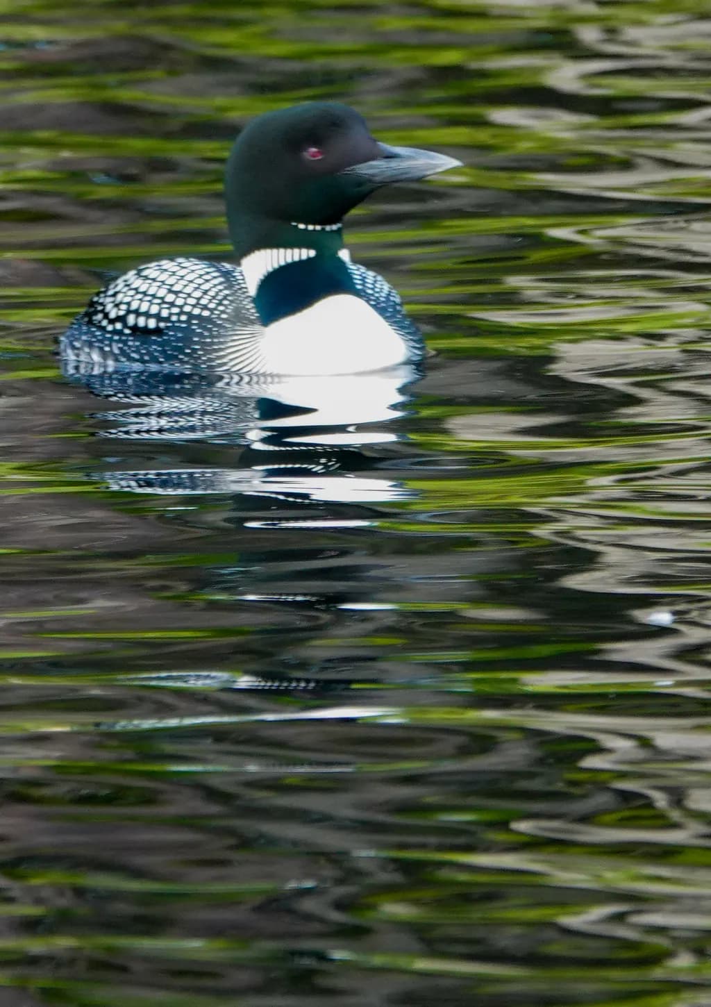 Loon Reflection