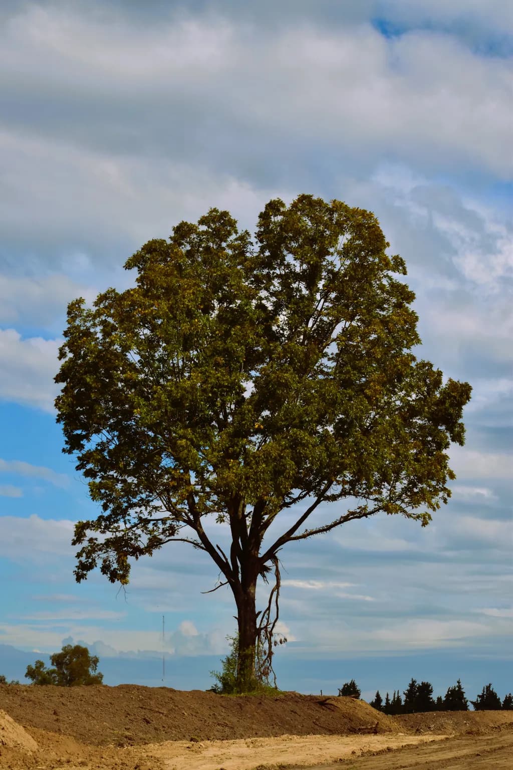 Solitary Oak