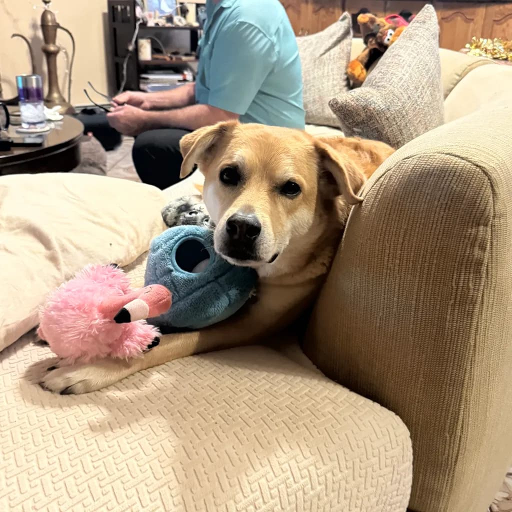 Couch Companion