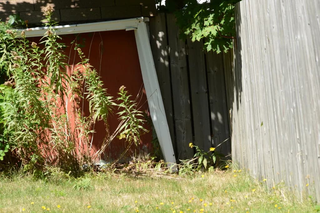 Overgrown Corner
