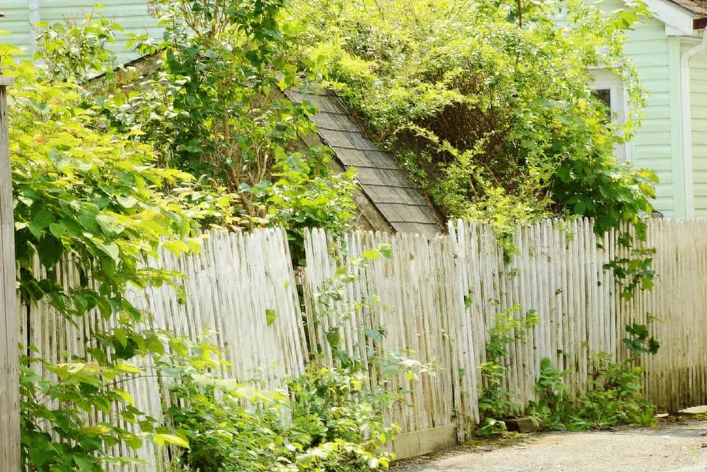 Overgrown Serenity