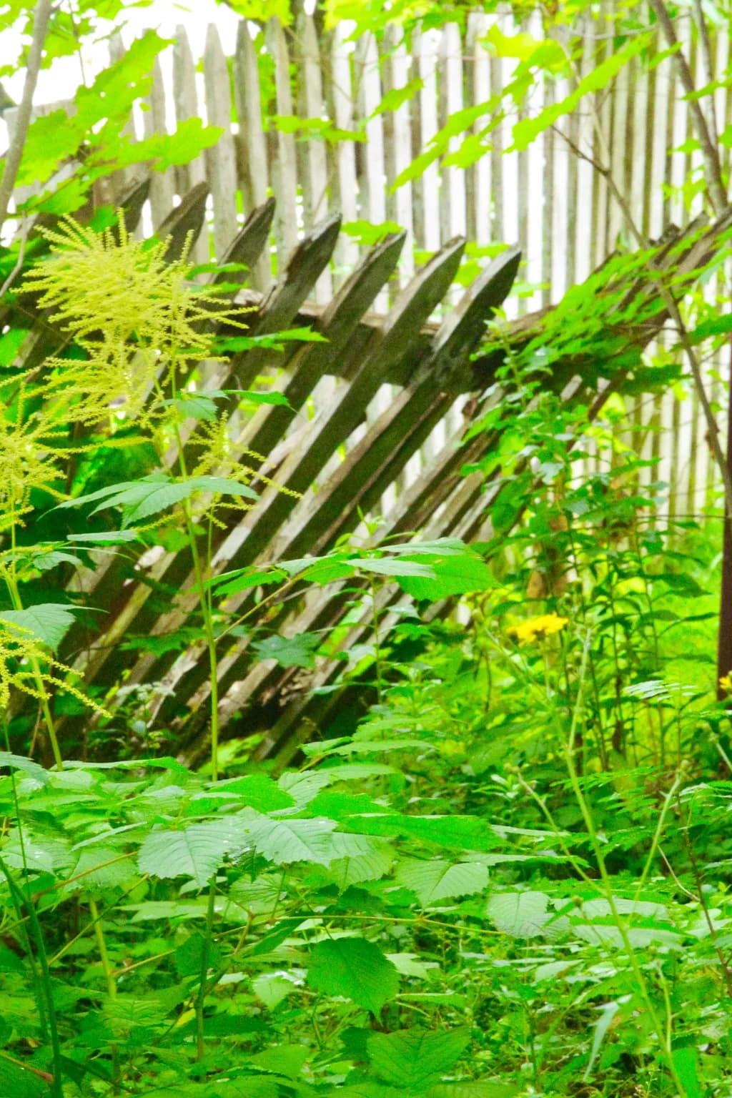 Overgrown Serenity