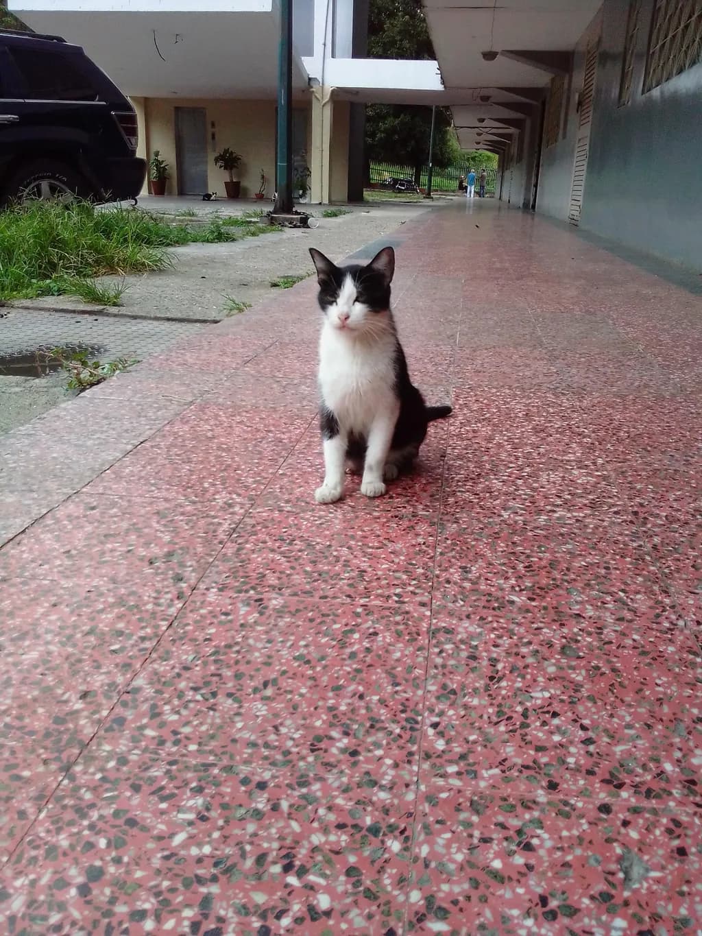 Curious Urban Cat