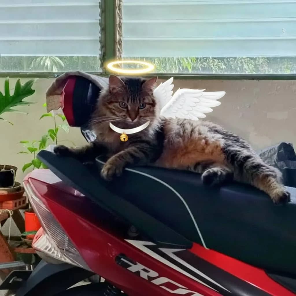 Heavenly Feline