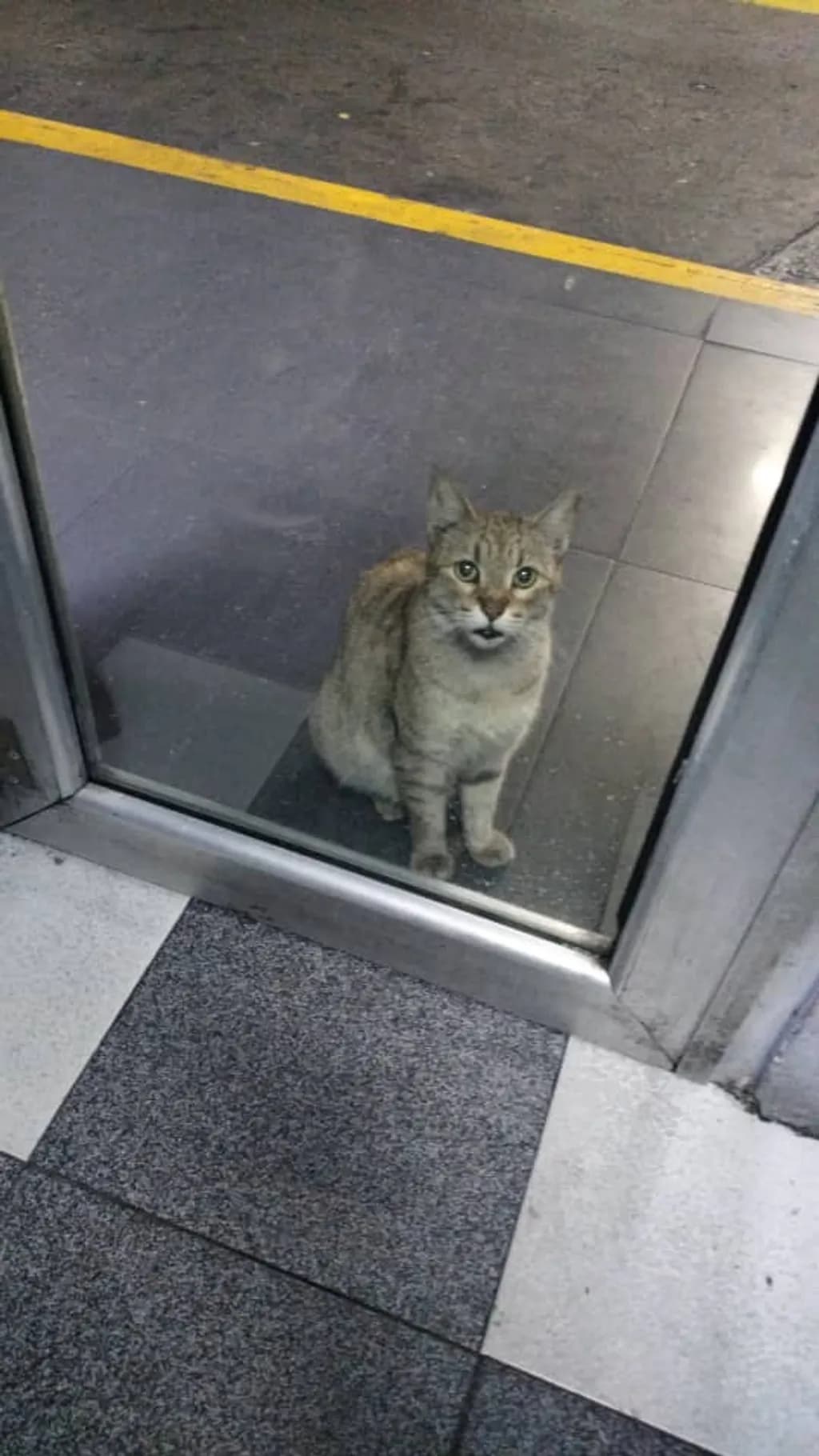 Curious Visitor