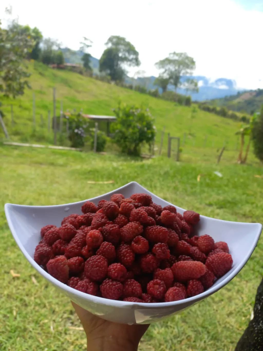 Fresh Raspberries Delight