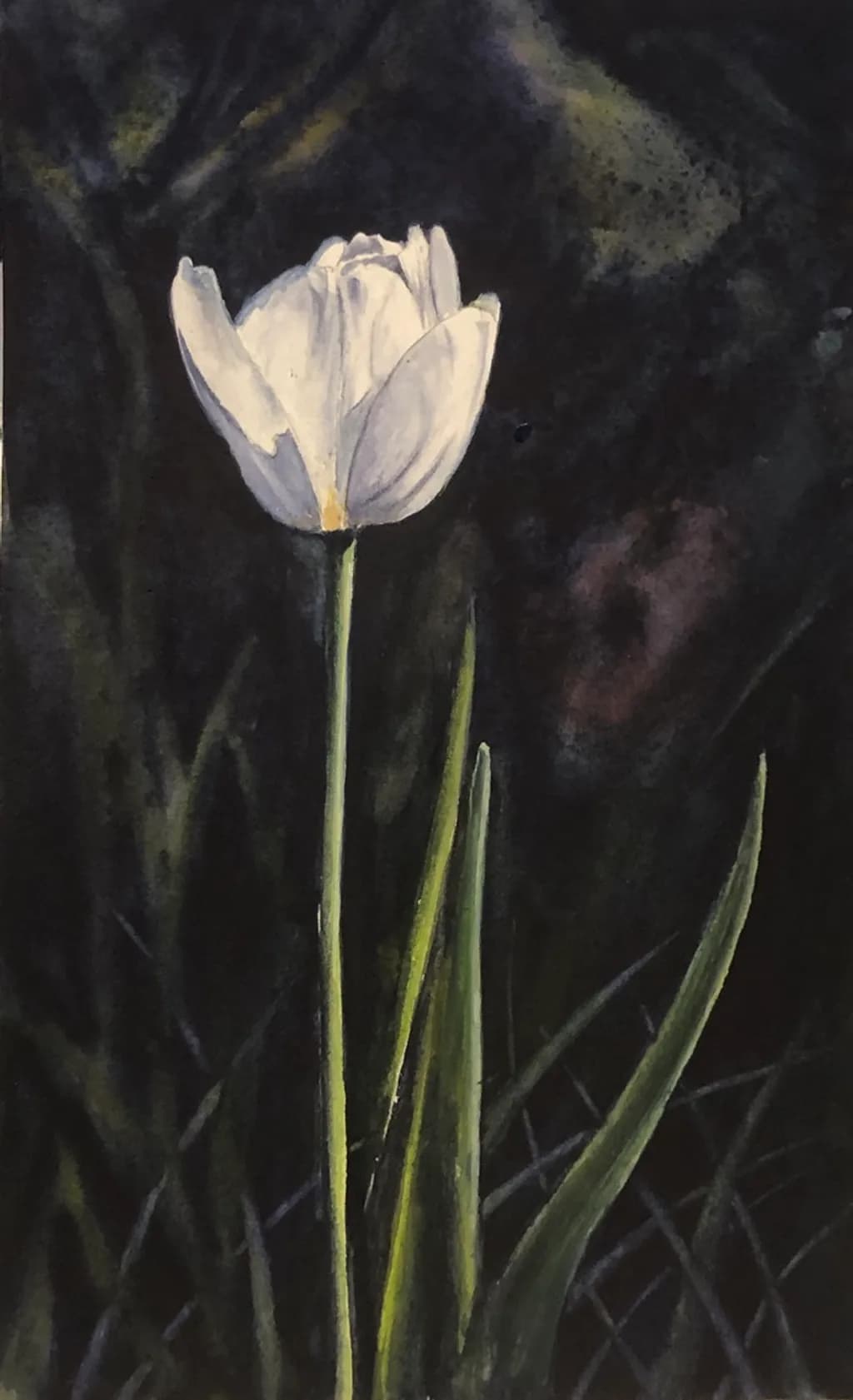 White Tulip Elegance