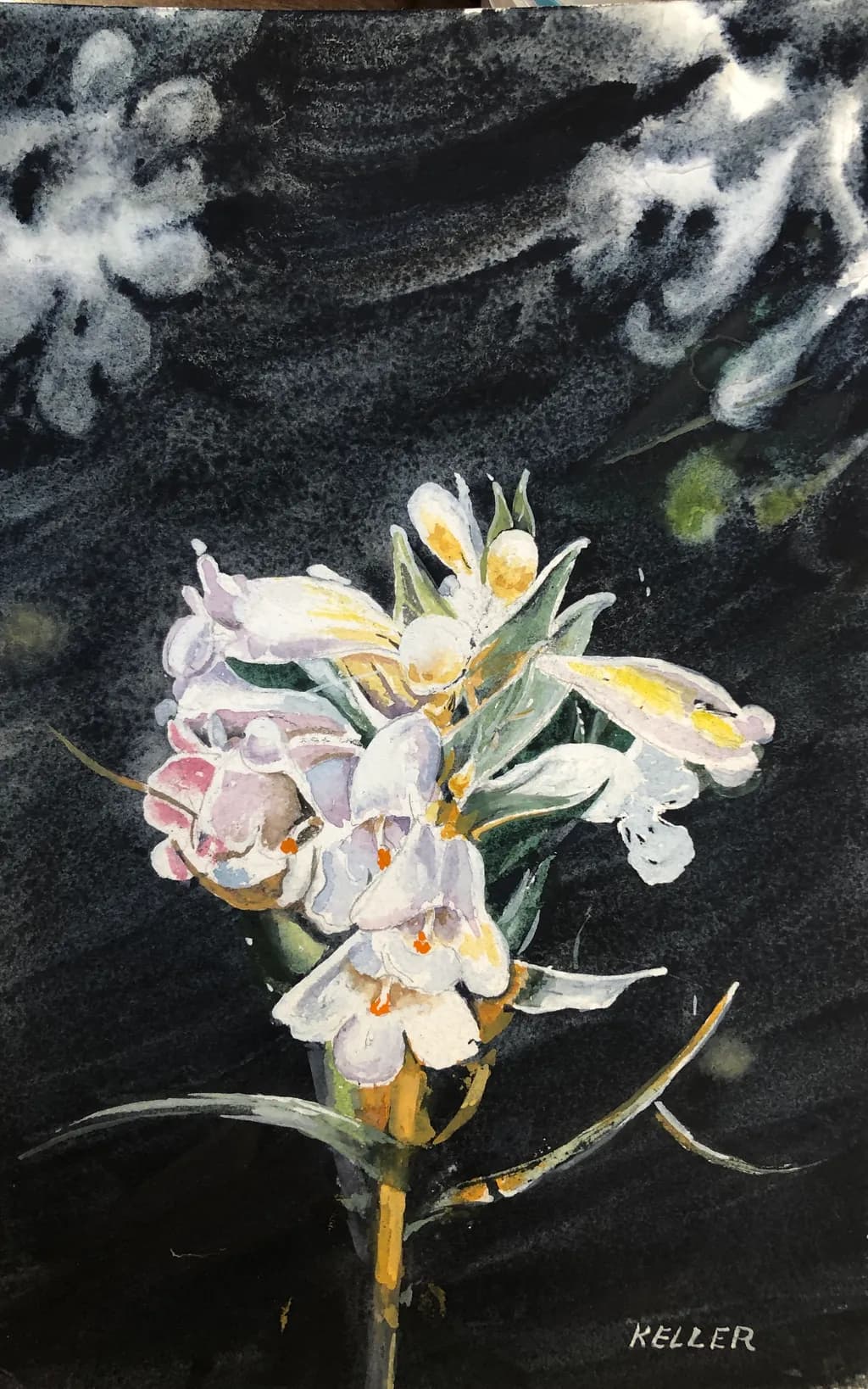 Orchid Elegance