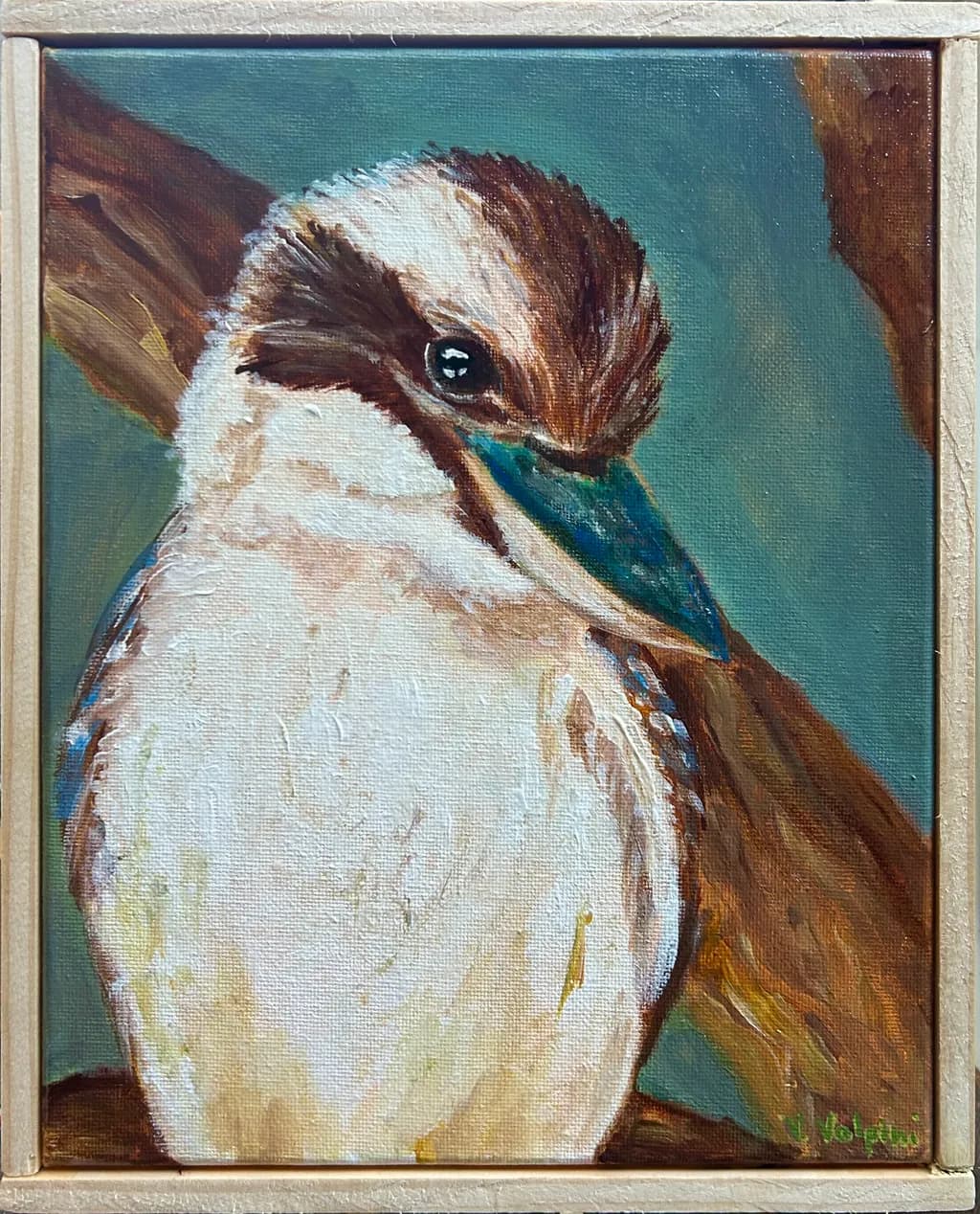 Kookaburra Gaze