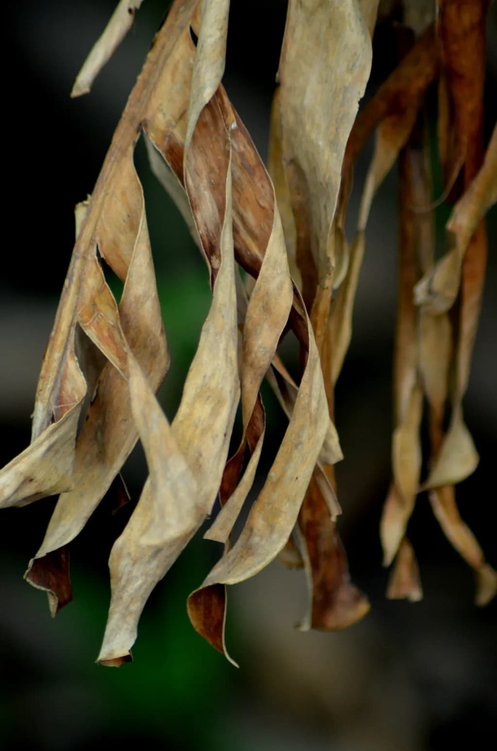 Dried Elegance