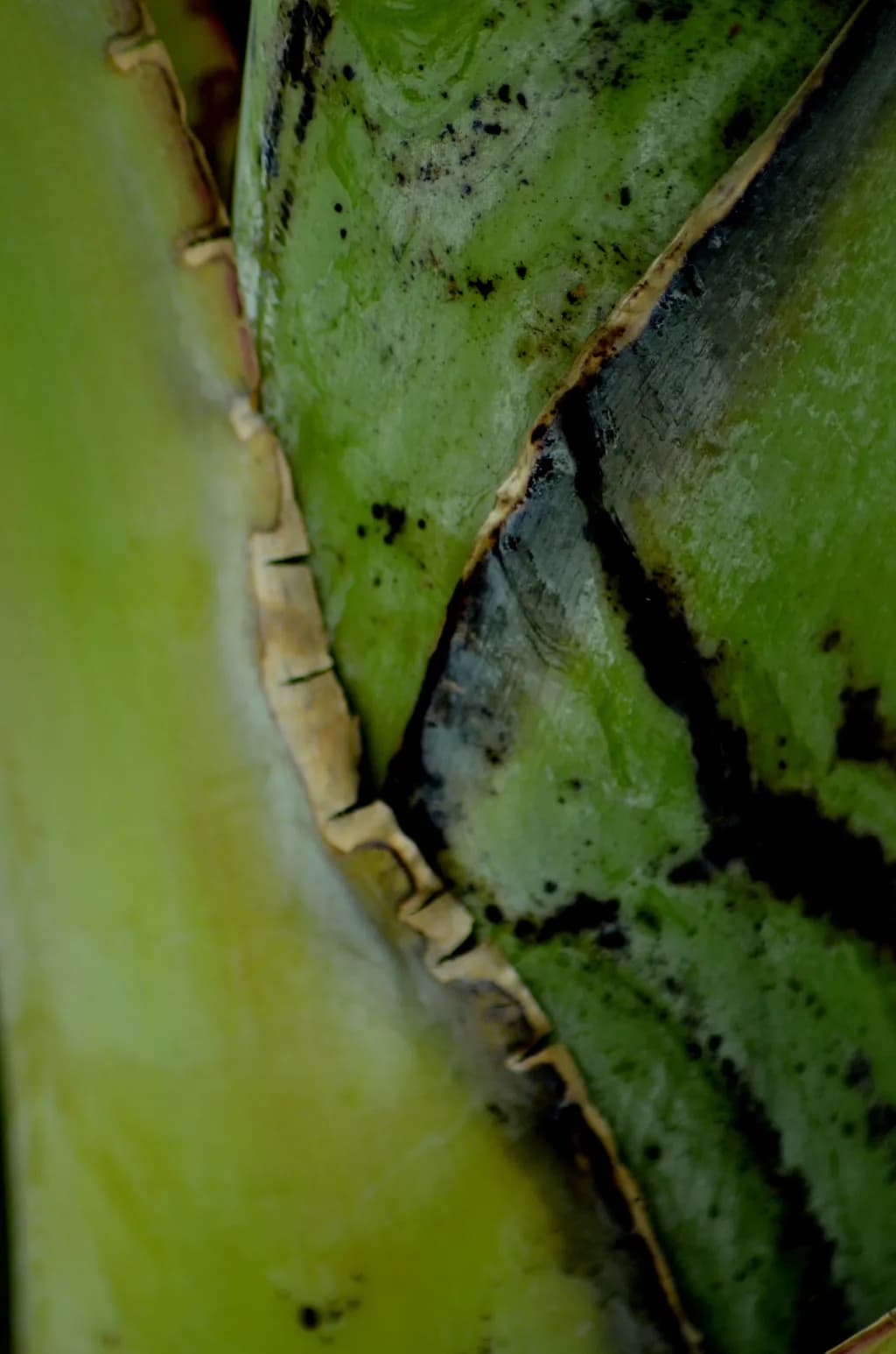 Green Textures