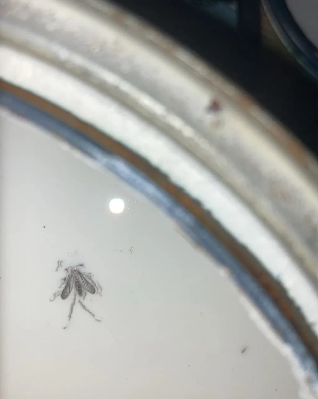 Insect Reflection