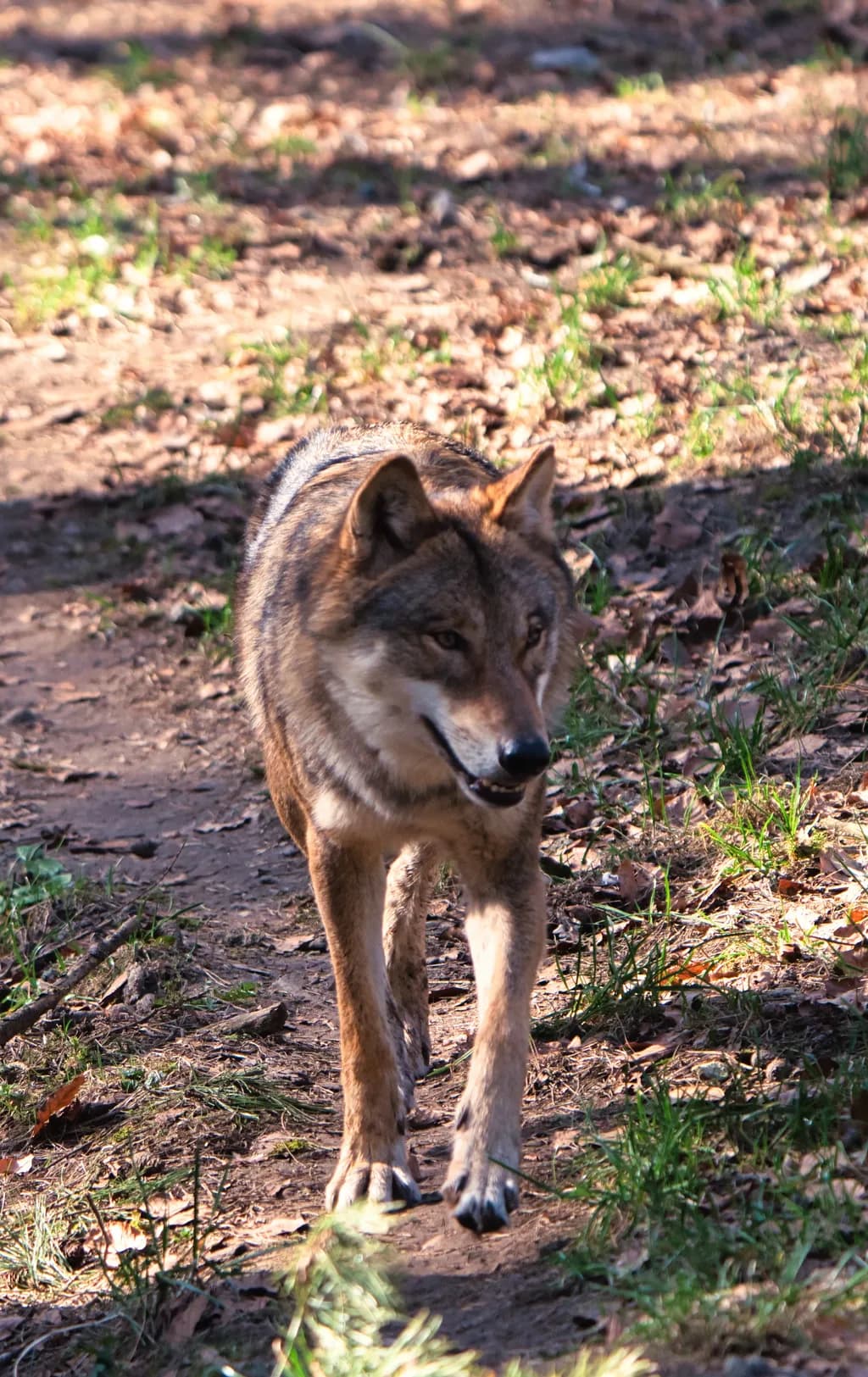 Shadow Trail