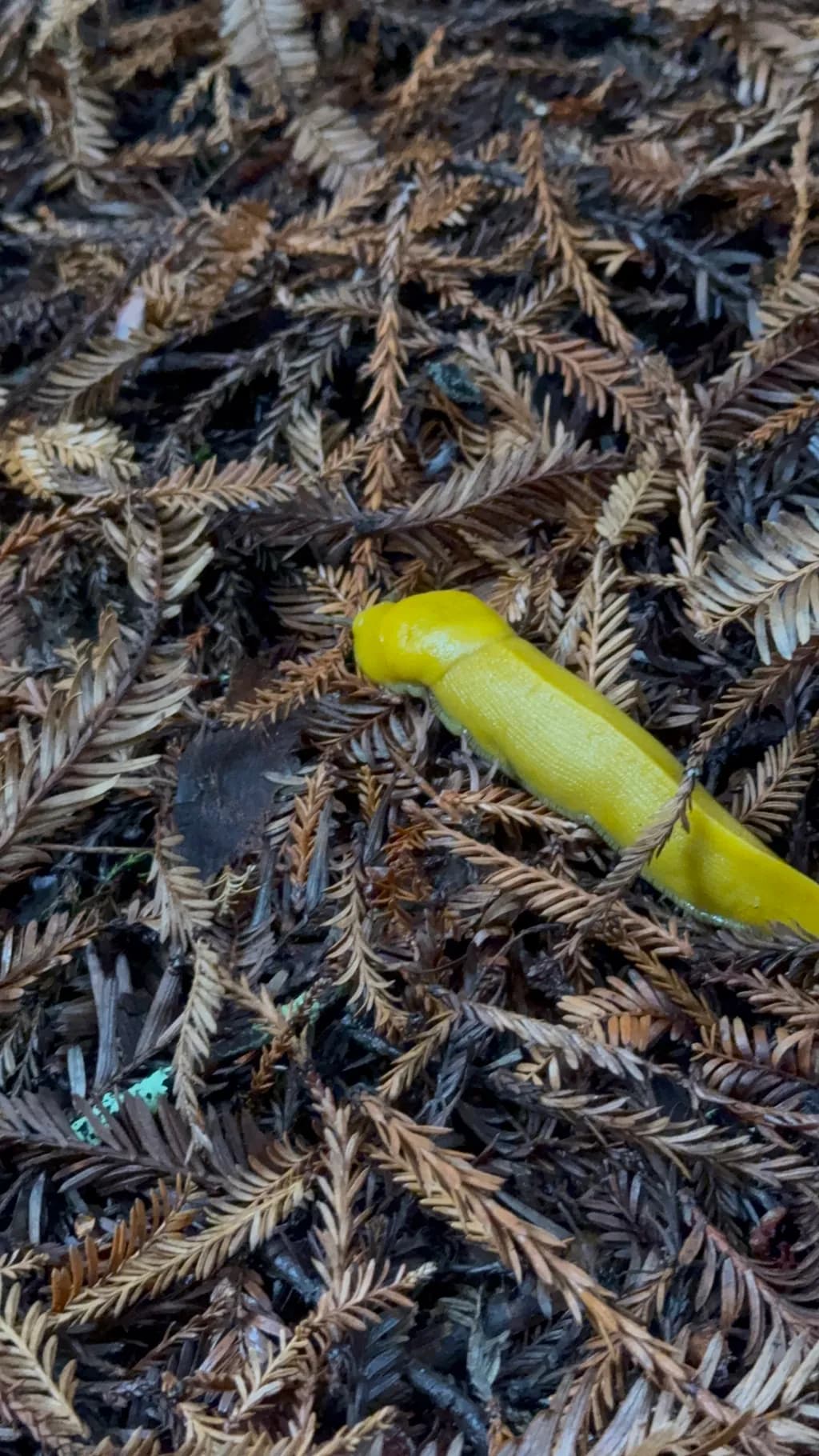 Yellow Slug Among Ferns