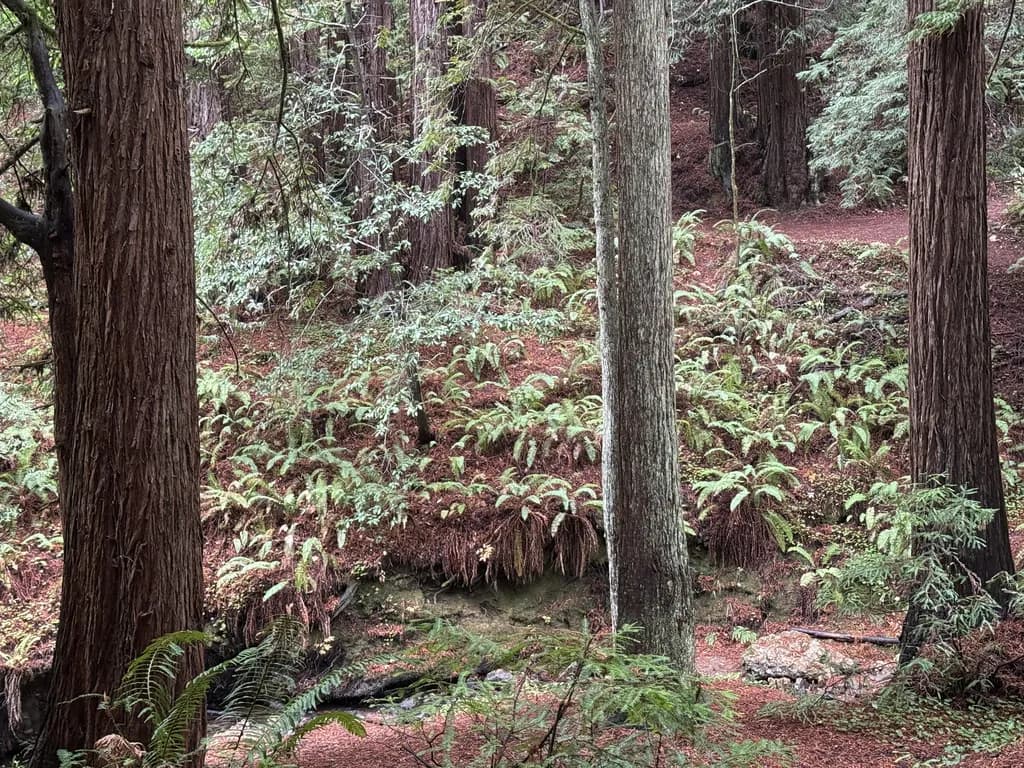 Forest Serenity
