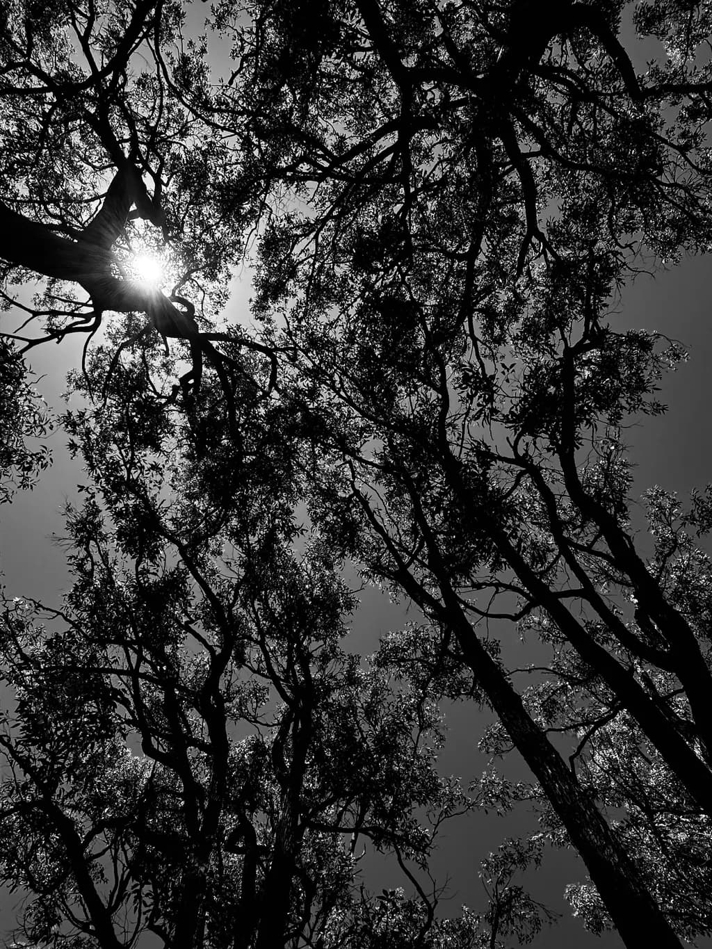 Sunlit Canopy